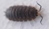 Porcellio scaber
